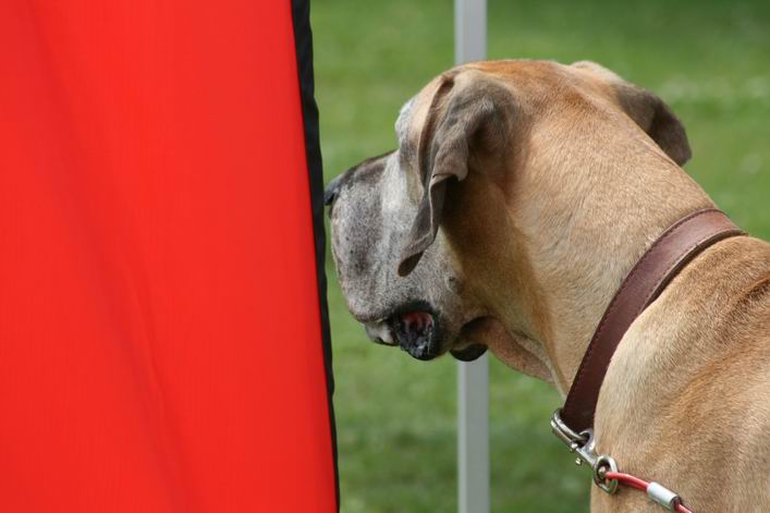 Basingstoke Kite Festival - 10bas06img016.jpg