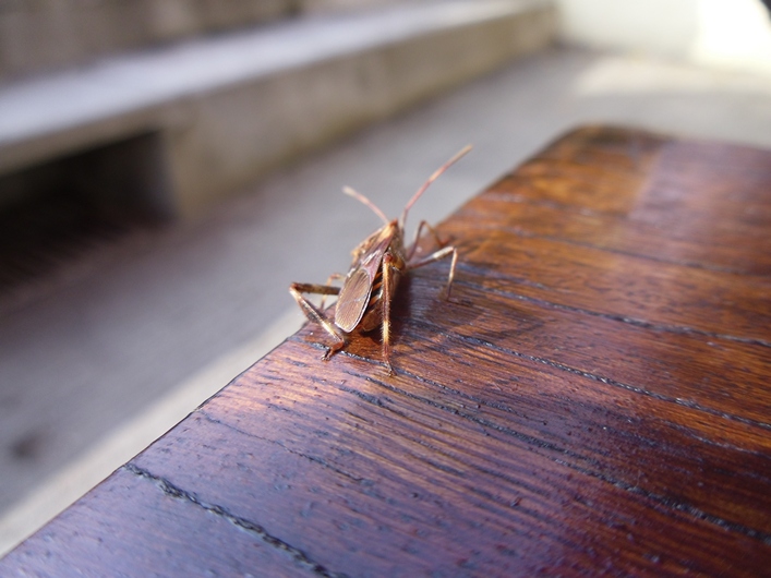 Frejus Kite Festival - France, 29-30 October 2011 - 11fre06img037.jpg