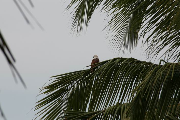 Kappad Beach, Calicut, Kerala, India - 10ker03img005.jpg
