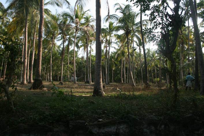 Kappad Beach, Calicut, Kerala, India - 10ker06img135.jpg