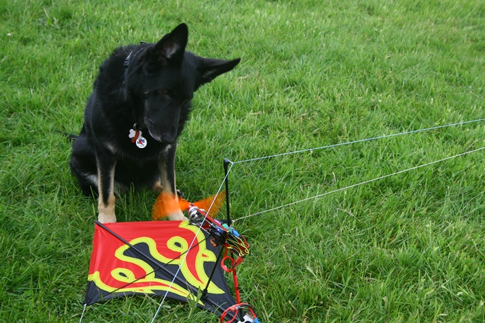 Margam Country Park, Wales, 3-4 June 2012 - 12mgm04img010.jpg