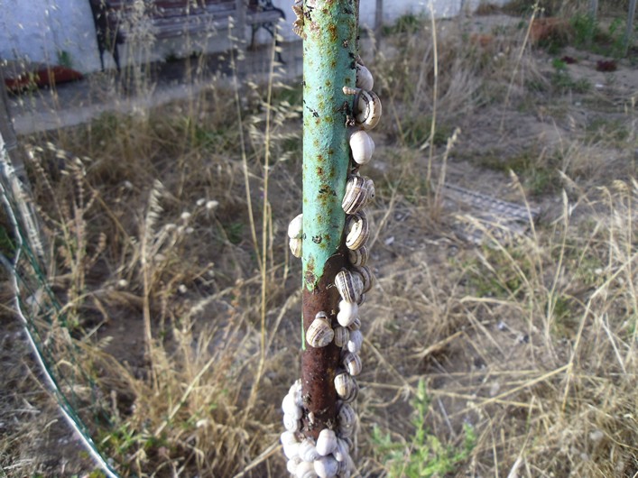 Notre Dame Kite Festival, France, 7-10 July 2011 - 11not06img058.jpg
